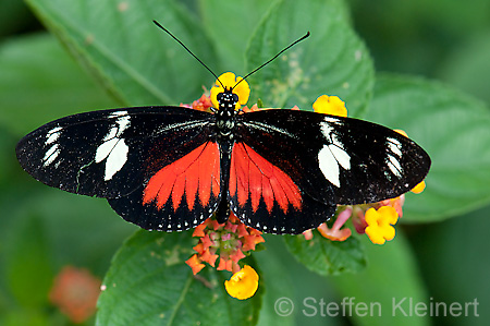 262 Doris-Falter - Heliconius doris